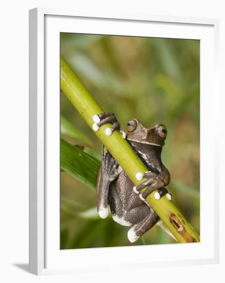 Tapichalaca Tree Frog, Tapichalaca Biological Reserve, Zamora-Chinchipe, Ecuador-Pete Oxford-Framed Photographic Print