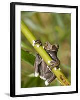 Tapichalaca Tree Frog, Tapichalaca Biological Reserve, Zamora-Chinchipe, Ecuador-Pete Oxford-Framed Photographic Print