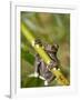 Tapichalaca Tree Frog, Tapichalaca Biological Reserve, Zamora-Chinchipe, Ecuador-Pete Oxford-Framed Photographic Print