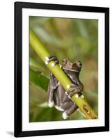 Tapichalaca Tree Frog, Tapichalaca Biological Reserve, Zamora-Chinchipe, Ecuador-Pete Oxford-Framed Photographic Print