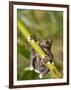 Tapichalaca Tree Frog, Tapichalaca Biological Reserve, Zamora-Chinchipe, Ecuador-Pete Oxford-Framed Photographic Print