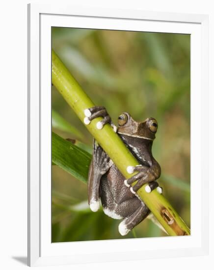 Tapichalaca Tree Frog, Tapichalaca Biological Reserve, Zamora-Chinchipe, Ecuador-Pete Oxford-Framed Photographic Print