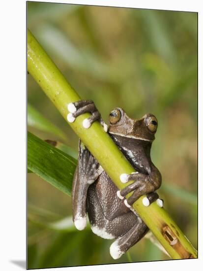 Tapichalaca Tree Frog, Tapichalaca Biological Reserve, Zamora-Chinchipe, Ecuador-Pete Oxford-Mounted Photographic Print