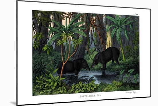 Tapir, 1860-null-Mounted Giclee Print