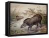 Tapir, 1880-Joseph Wolf-Framed Stretched Canvas