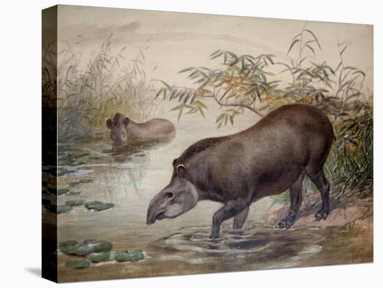 Tapir, 1880-Joseph Wolf-Stretched Canvas