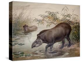 Tapir, 1880-Joseph Wolf-Stretched Canvas