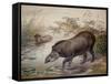 Tapir, 1880-Joseph Wolf-Framed Stretched Canvas
