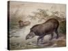 Tapir, 1880-Joseph Wolf-Stretched Canvas