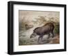 Tapir, 1880-Joseph Wolf-Framed Premium Giclee Print