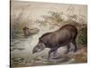 Tapir, 1880-Joseph Wolf-Stretched Canvas