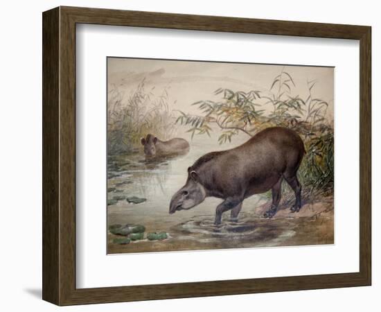 Tapir, 1880-Joseph Wolf-Framed Giclee Print