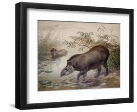 Tapir, 1880-Joseph Wolf-Framed Giclee Print