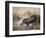 Tapir, 1880-Joseph Wolf-Framed Giclee Print