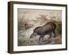 Tapir, 1880-Joseph Wolf-Framed Giclee Print