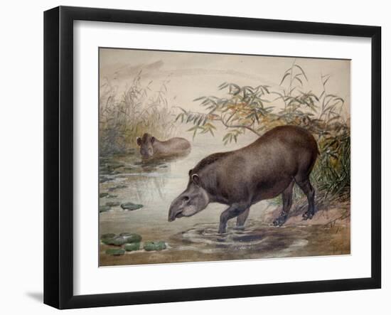 Tapir, 1880-Joseph Wolf-Framed Giclee Print