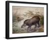 Tapir, 1880-Joseph Wolf-Framed Giclee Print