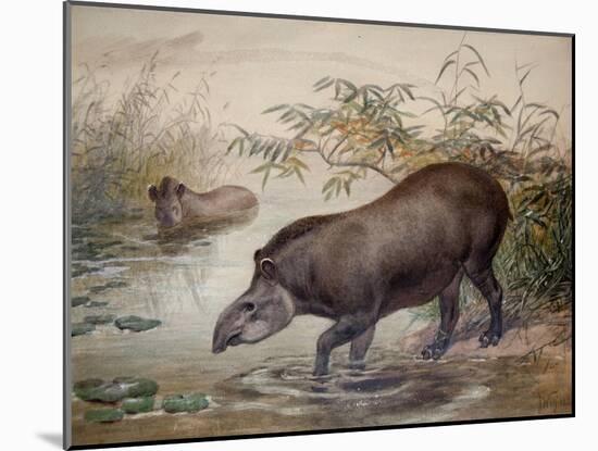 Tapir, 1880-Joseph Wolf-Mounted Giclee Print