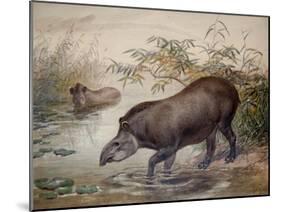 Tapir, 1880-Joseph Wolf-Mounted Giclee Print