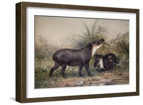 Tapir, 1880-Joseph Wolf-Framed Giclee Print