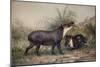 Tapir, 1880-Joseph Wolf-Mounted Giclee Print