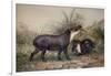 Tapir, 1880-Joseph Wolf-Framed Giclee Print