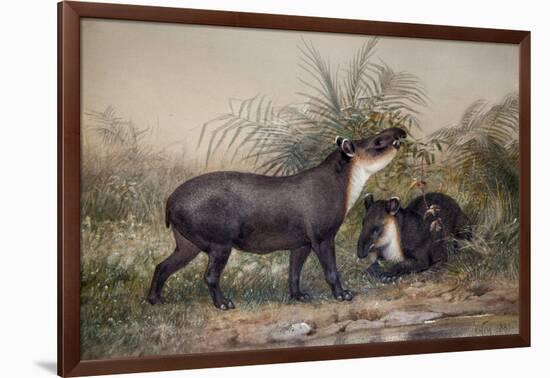 Tapir, 1880-Joseph Wolf-Framed Giclee Print