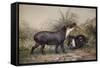 Tapir, 1880-Joseph Wolf-Framed Stretched Canvas