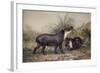 Tapir, 1880-Joseph Wolf-Framed Giclee Print