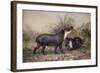 Tapir, 1880-Joseph Wolf-Framed Giclee Print