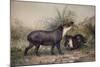 Tapir, 1880-Joseph Wolf-Mounted Giclee Print