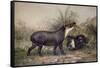 Tapir, 1880-Joseph Wolf-Framed Stretched Canvas