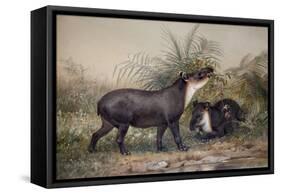 Tapir, 1880-Joseph Wolf-Framed Stretched Canvas