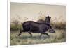 Tapir, 1880-Joseph Wolf-Framed Giclee Print