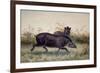 Tapir, 1880-Joseph Wolf-Framed Giclee Print