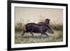 Tapir, 1880-Joseph Wolf-Framed Giclee Print