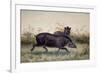 Tapir, 1880-Joseph Wolf-Framed Premium Giclee Print