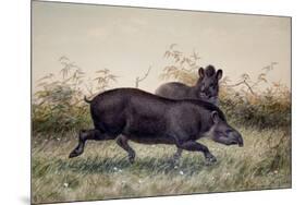 Tapir, 1880-Joseph Wolf-Mounted Premium Giclee Print