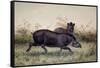 Tapir, 1880-Joseph Wolf-Framed Stretched Canvas