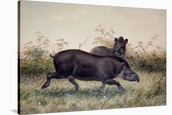 Tapir, 1880-Joseph Wolf-Stretched Canvas