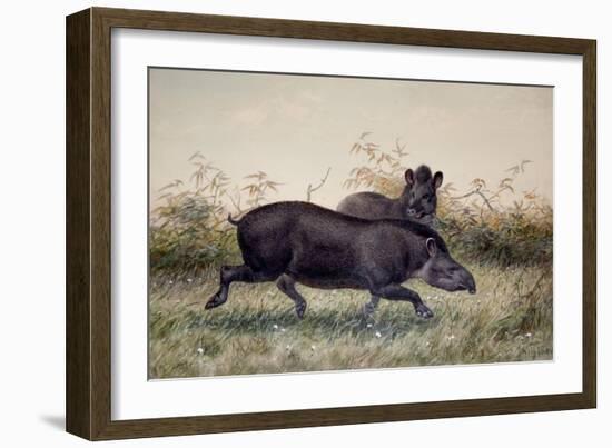 Tapir, 1880-Joseph Wolf-Framed Giclee Print