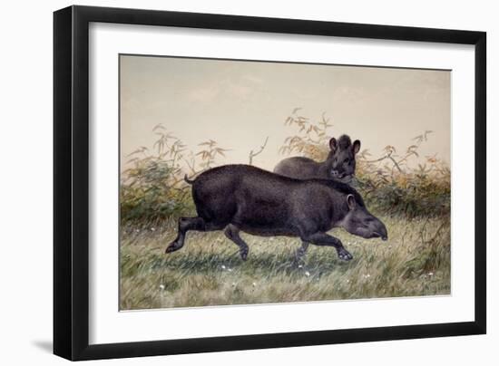 Tapir, 1880-Joseph Wolf-Framed Giclee Print