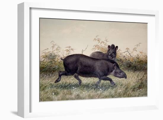 Tapir, 1880-Joseph Wolf-Framed Giclee Print