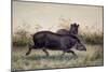 Tapir, 1880-Joseph Wolf-Mounted Giclee Print