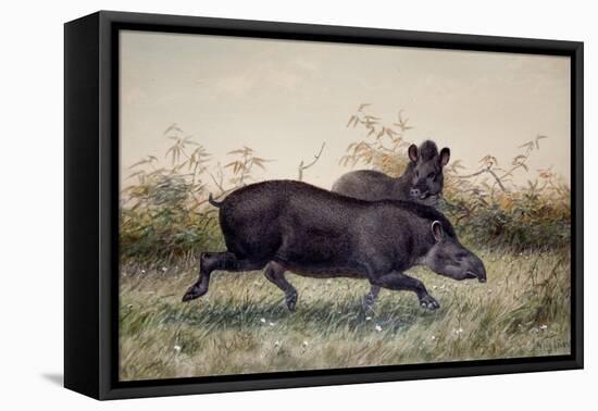 Tapir, 1880-Joseph Wolf-Framed Stretched Canvas