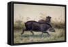 Tapir, 1880-Joseph Wolf-Framed Stretched Canvas