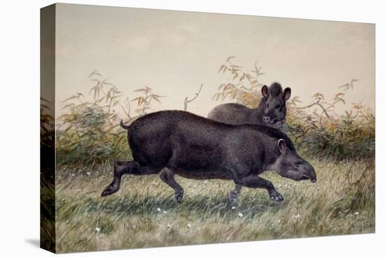 Tapir, 1880-Joseph Wolf-Stretched Canvas