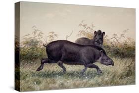 Tapir, 1880-Joseph Wolf-Stretched Canvas