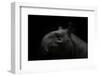 Tapir baby on black-Sue Demetriou-Framed Photographic Print