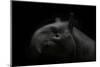 Tapir baby on black-Sue Demetriou-Mounted Photographic Print